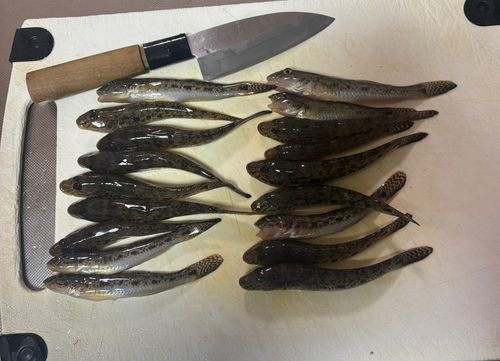 ハゼの釣果