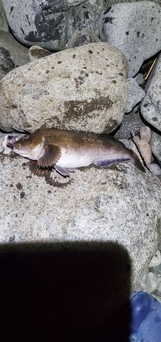 アイナメの釣果