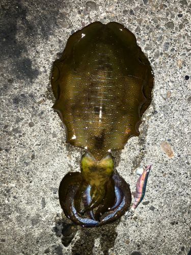 アオリイカの釣果