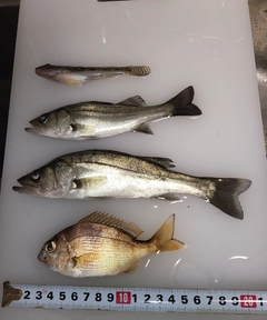 セイゴ（マルスズキ）の釣果