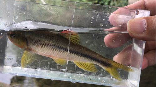 カワムツの釣果