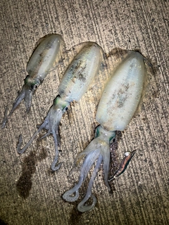 アオリイカの釣果