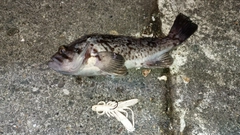 クロソイの釣果