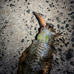 アオリイカ