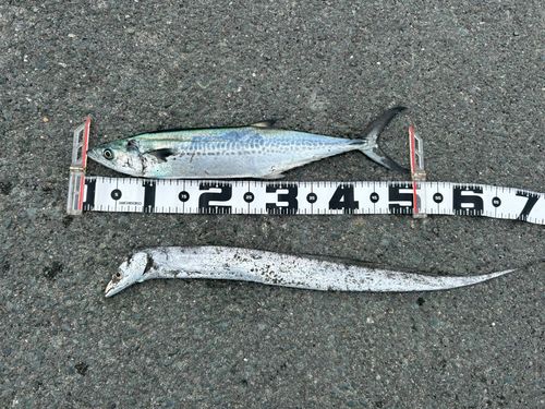 サゴシの釣果