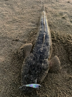 マゴチの釣果