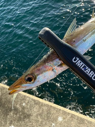 カマスの釣果