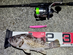 クロソイの釣果