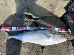ブリの釣果