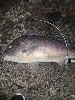 コロダイの釣果