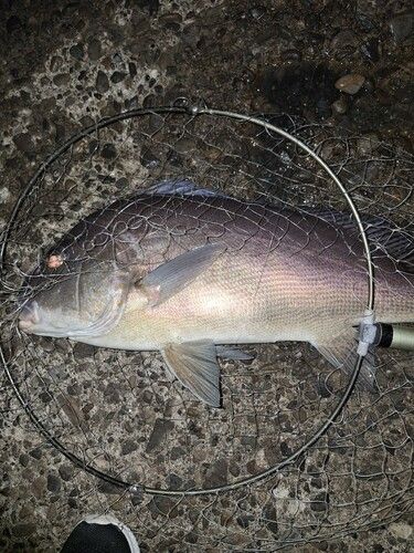 コロダイの釣果