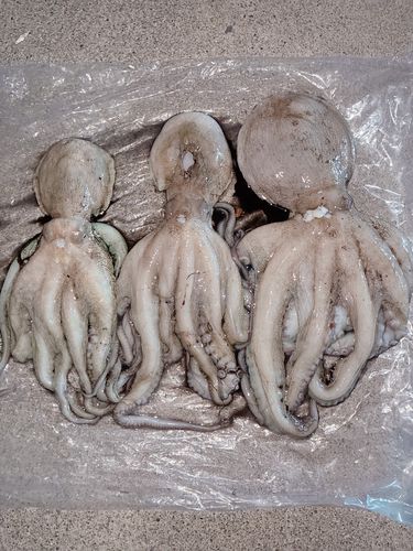 タコの釣果