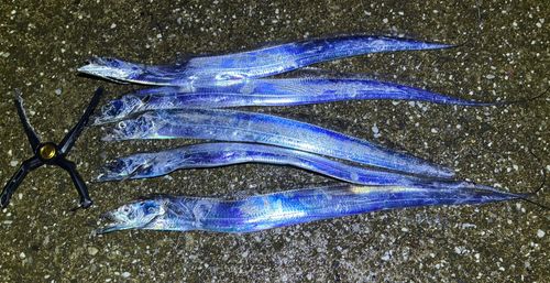 タチウオの釣果
