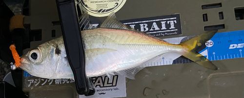 マアジの釣果
