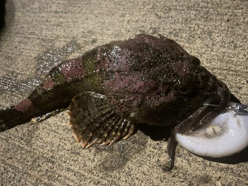 トウベツカジカの釣果