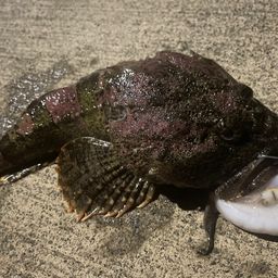 トウベツカジカ