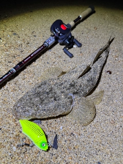 マゴチの釣果