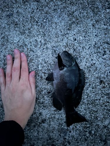 グレの釣果