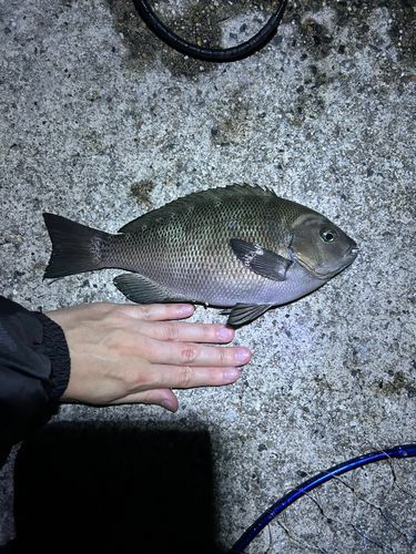 グレの釣果