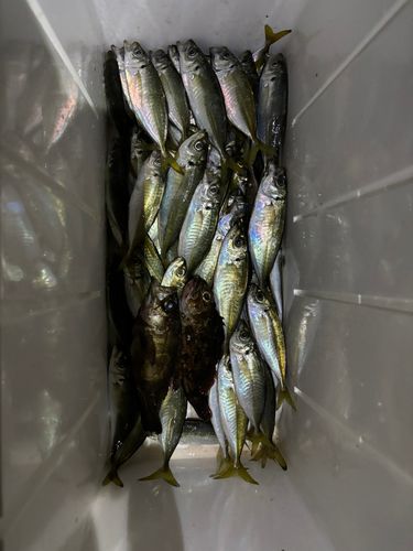 豊浜漁港