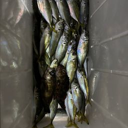 アジ