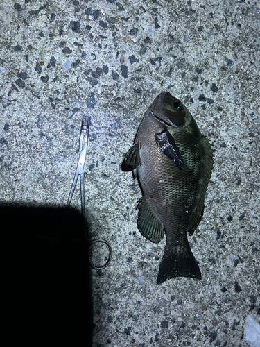 グレの釣果