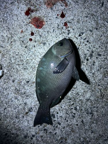 常滑りんくう釣り護岸