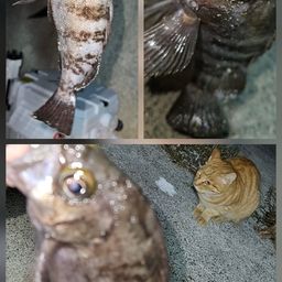 メバル