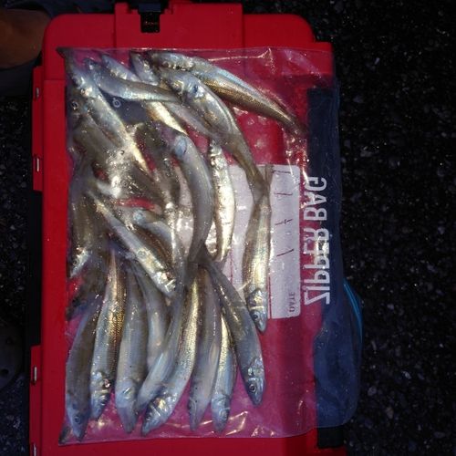 キスの釣果