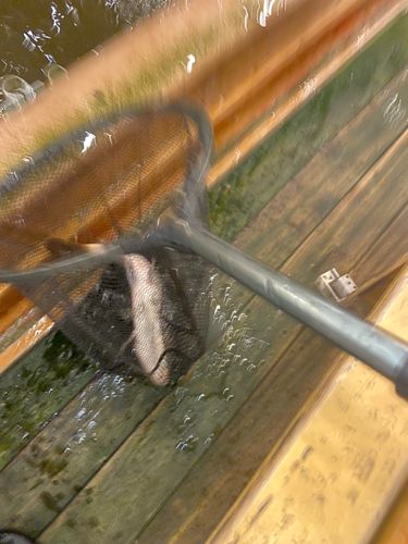 コイの釣果