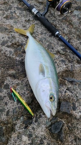 フクラギの釣果