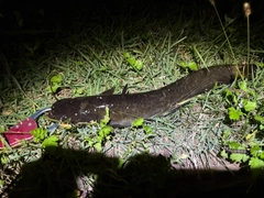マナマズの釣果