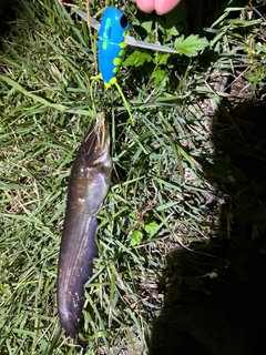 マナマズの釣果