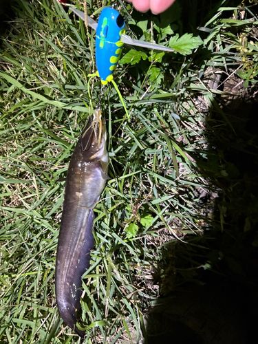 マナマズの釣果
