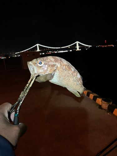 白鳥大橋