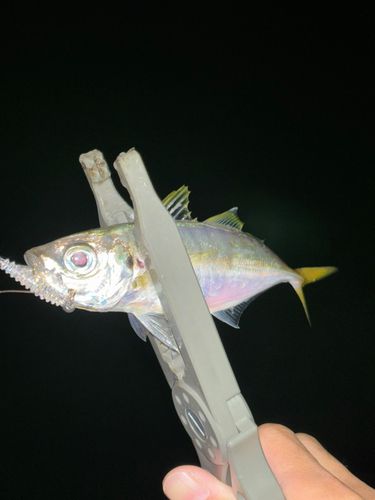 佐世保湾