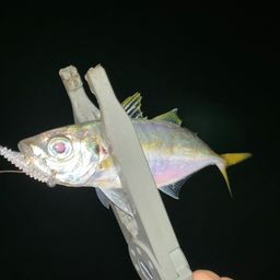 アジ