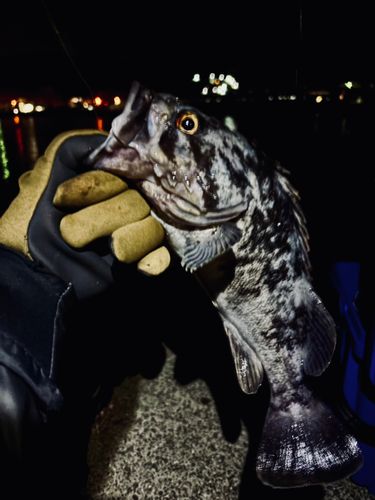 クロソイの釣果