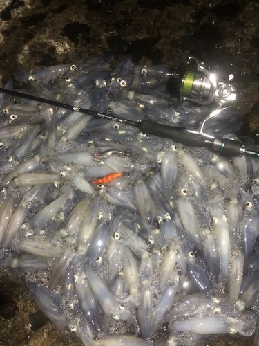 マメイカの釣果