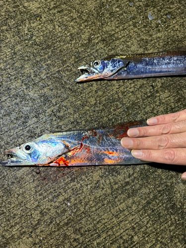 タチウオの釣果