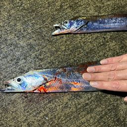 タチウオ