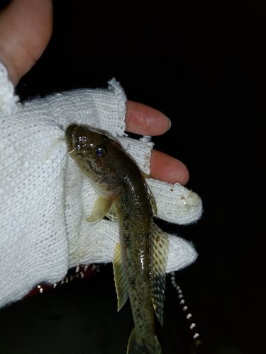 ハゼの釣果