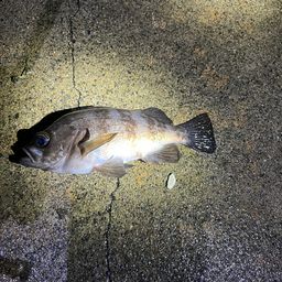 メバル