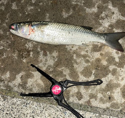 ボラの釣果