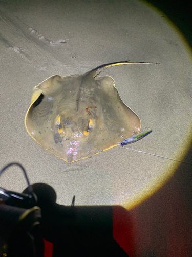 エイの釣果
