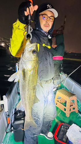 シーバスの釣果