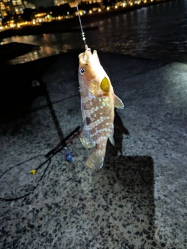 アコウの釣果
