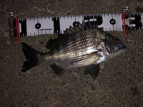 チヌの釣果