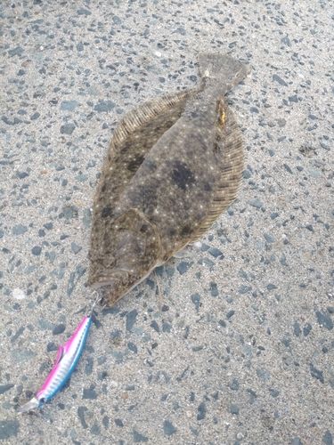 ソゲの釣果