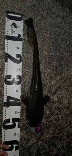 ニホンナマズの釣果